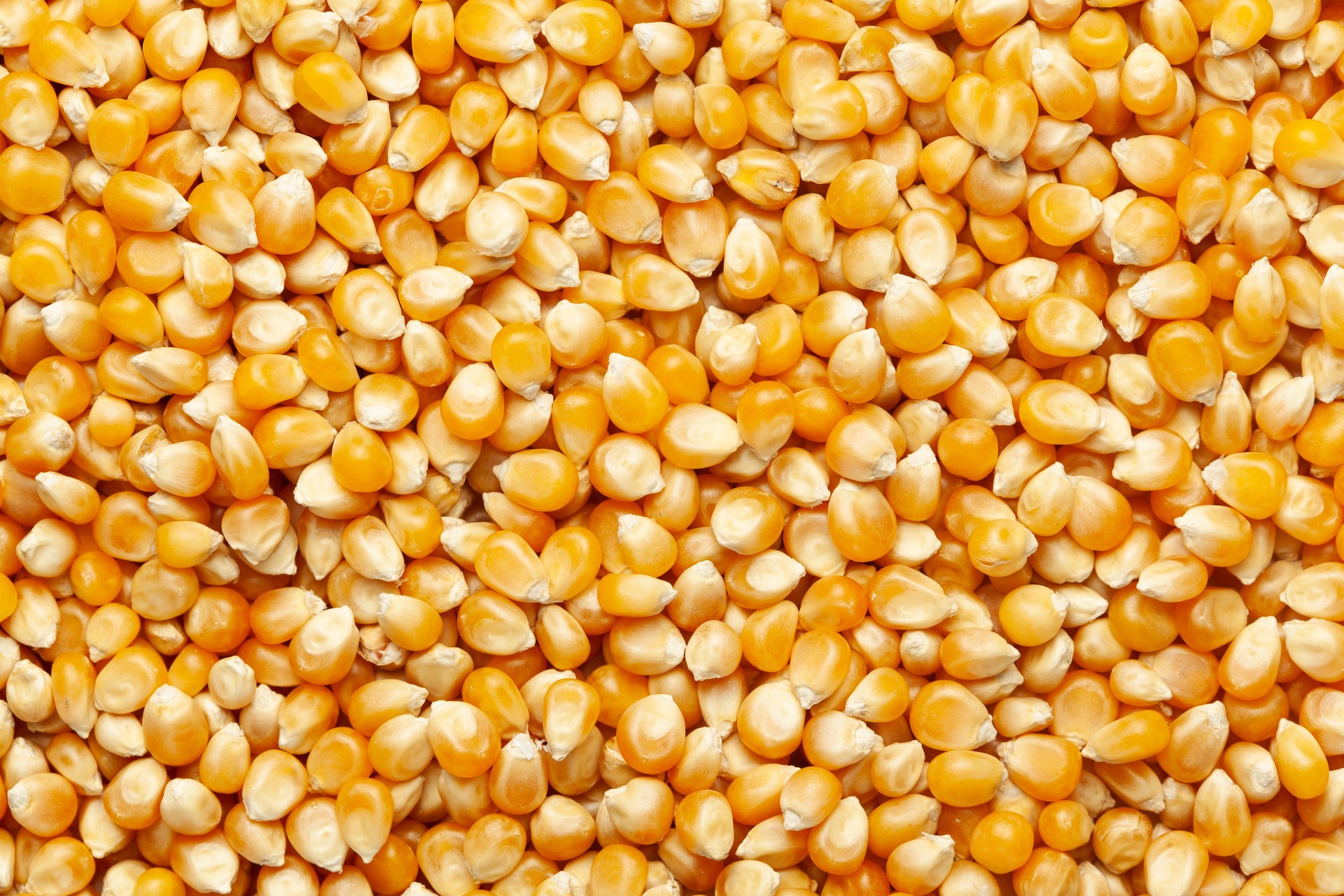 Order Corn